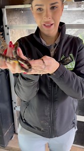 12K views · 92 reactions | This Boiga melanota is definitely Shona’s spirit animal  “SMALL BUT SPICY ️ “ #animals #nature #animal #wildlife #love #pets #cute #pet #photography #dog #naturephotography #dogs #wildlifephotography #animallovers #cats #cat #petsofinstagram #animalsofinstagram #instagram #dogsofinstagram #photooftheday #art #birds #animalphotography #instagood #catsofinstagram #petstagram #puppy #zoo #bird | A & S Animal Encounters | Facebook