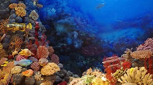 Ciri-Ciri Porifera, Klasifikasi, dan Contohnya dalam Ilmu Biologi