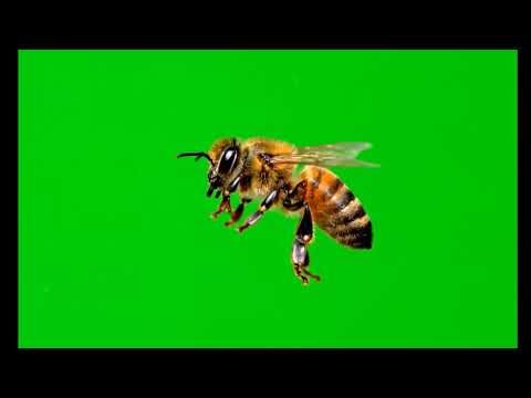 Honey Bee Green Screen Video || Flying Bee Close-Up || Chroma Key || Content For Creators