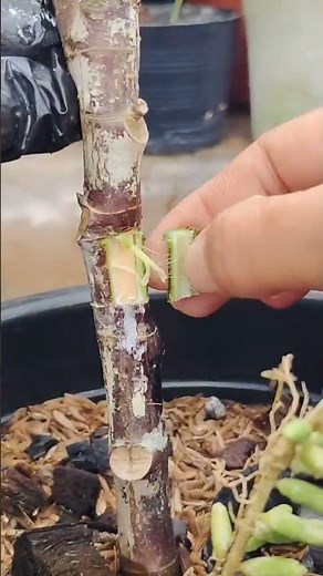 How to propagate a rubber plant using the air layering method #beginnertips #plantingtips