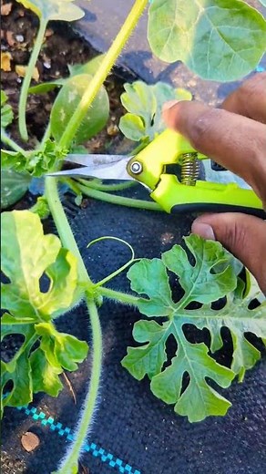 Pruning Watermelon Plant for Faster and better PRODUCTION 🍉 ! #watermelon #gardening #viral