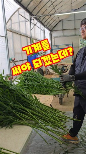 점점 양이 많아질땐 기계를 써야 #괴산화훼 #농사꿀팁 #괴산울엄마농장 #농촌생활 #꽃재배 #백합 #수확 #shorts