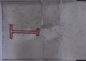Ants might look small and simple, but their teamwork is nothing short of genius. 🐜💡 In this experiment, they were challenged to move an object through a path that only had one solution. How do they do it? Through chemical communication! 🧪 Ants use pheromones to leave invisible messages for their colony—marking the best routes, warning about obstacles, or signaling dead ends. Using their antennae, they pick up on even the smallest pheromone changes, creating a perfectly coordinated system. Ste