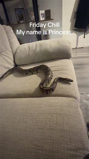 Chilling with my princess #ballpython #python #snake #petsnake