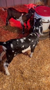 Meet Weldon he is a wether, and when he is about 160 pounds he is going to pull a cart for the kids to take a ride in when they come to visit the Farm 🙌🏼🙌🏼👊fun times ahead at Harmony Lane Farm & Creamery | Harmony Lane Farms Goat Milk Soap & Jolly Kakes Bakery