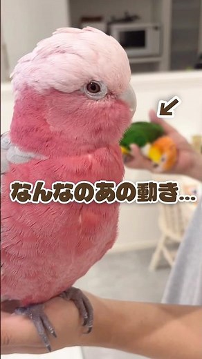 目の前で謎の動きをされて困惑するオウムww【モモイロインコ】 #shorts