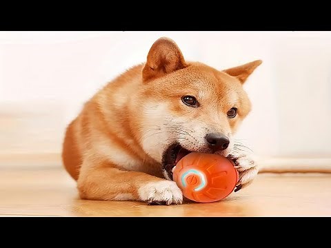 Shaky Ball Toy for Dogs Review 2024 - Interactive Shaking & Moving Dog Ball