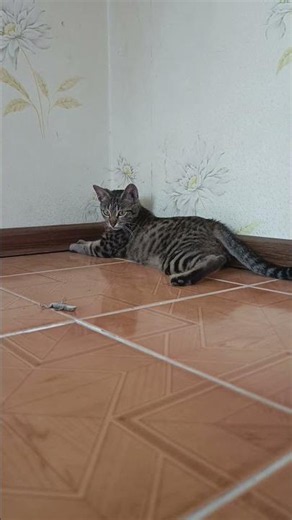This is how cats play with their prey.#cats