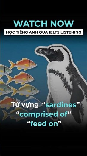 LOÀI CHIM CÁNH CỤT NÀY ĐANG DẦN BIẾN MẤT😭🐧| Học tiếng Anh qua IELTS Listening| Penguins | STUDY4