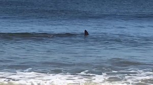 91K views · 493 reactions | Whoa! That's no "baby shark." Bob Lee...