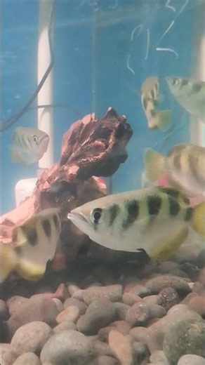 Archer Fish #fish #aquarium #fishing #fishtank #aquariumfish #archerfish