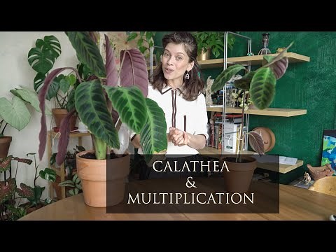 COMMENT BOUTURER UN CALATHEA | LA MULTIPLICATION DU CALATHEA | JE DIVISE MON CALATHEA