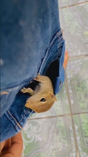 Cutest Pocket Buddy Ever! 🐿️👖 #petsquirrel #animals #cute