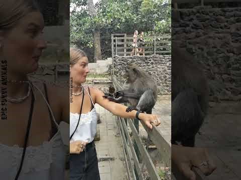 Viral Cheeky Monkeys 🙊😂 | The Funniest Monkey Moments Ever