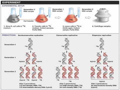 Biology 1, Lecture 15: DNA Synthesis and Repair