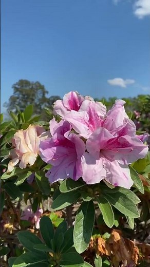 Yes, you can grow Encore® Azaleas like this! 🌳