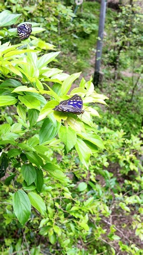 2026 Great Purple Emperor Butterfly Habitat Report Part 3