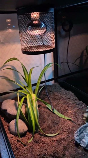 leopard gecko bioactive enclosure newbie build