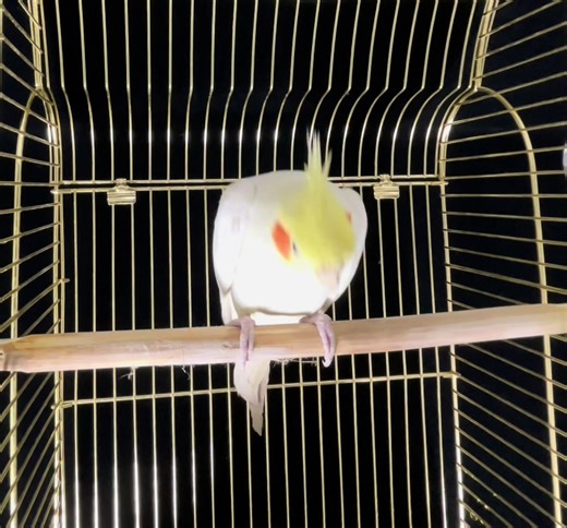 Kiko dancing the whole song… Greek rhythm style 🦜💃🔥 Had to cut it a bit or the show would never end 😂 Che canzone deve ballare Kiko la prossima volta? Scrivilo nei commenti 👇 #KikoParrot #DancingParrot #FunnyParrot #GreekMusic #PetTok