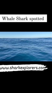 Shark Explorers on Reels