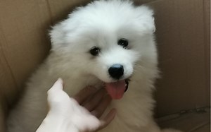 萨摩耶哈库拉养成记