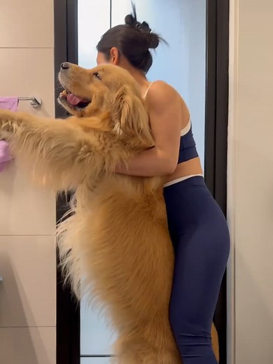 Golden Retriever Home Dog Bath Routine