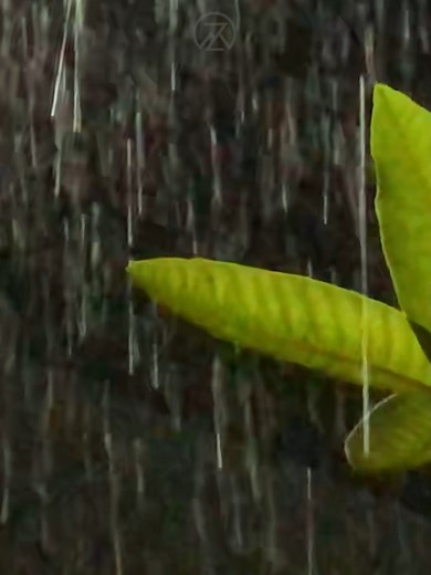 30 mins of extremely heavy rain sounds to help you relax and get into sleep immedaitely. #rain #rainsound #rainsoundsforstudying #rainsoundsforsleep #rainsoundsasmr #rainsoundsforsleepandrelaxation #rainsoundsforsleeping #sleep #sleepmusic #musicforsleep #musicforsleeping #sleepaid #musicforthesoul #nature #naturevibes #natureza #naturelover #naturelove #naturesounds #naturesoundsforsleepandrelaxation #sleepaid #sleepfast #insomnia #insomniarelief #heavyrainfall #heavyrain #heavyrain🌧️🌧️ #natu