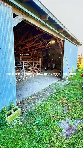 Let’s see how many fresh free range chicken eggs I collected this evening. Pretty good haul! #chickensoftiktok #freerangechickens #chickens #eggcollecting #homestead