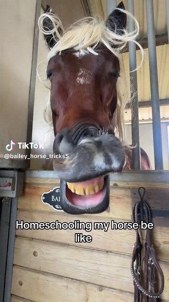 Its hard to Homeschool horses #funny #horses #homeschooling