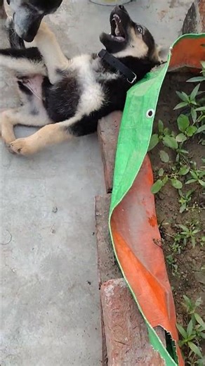 having pet dog in starting and growing days only loss