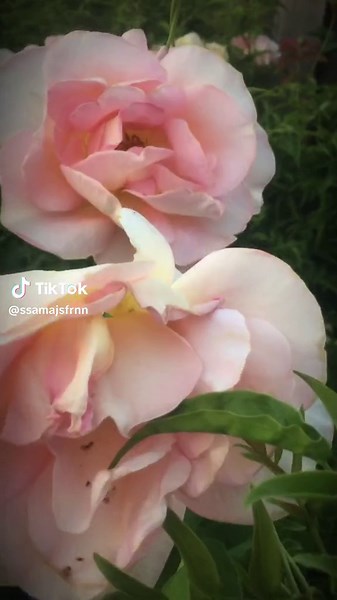 Roses flowers red roses pink roses rose garden live rose