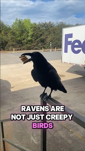 Ravens Are Smarter Than You Think 🐦‍⬛