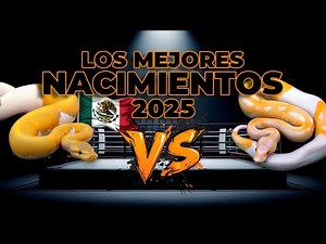 Stunning Ball Pythons Born in Mexico! 🐍🇲🇽 The Best Births of 2025 | AFSAND R.