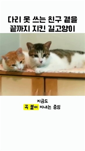 뒷다리 마비된 친구 곁을 24시간 지키다 함께 구조된 길고양이의 눈물겨운 우정
