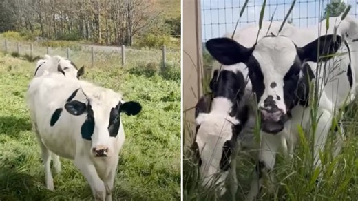 Twin Baby Cows Line Up at Fence for a Reunion With Their Mom After a Year Apart
