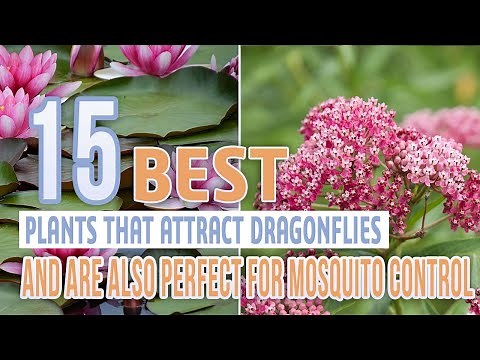 15 Best Plants That Attract Dragonflies And Are Also Perfect For Mosquito Control