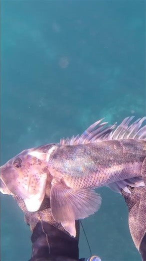 MONSTER Blue Cod eats baby Paua 🤯 #marlboroughsounds #newzealand #fishing #spearfishing #bluecod