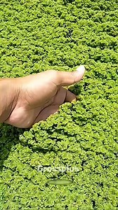 Azolla farming #AZOLLAFarming | Relike vibes