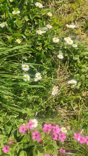 #flowers #spring #springiscoming #helloworld #fiori #квіти #цвіт #весна #haveaniceday #relax #enjoy