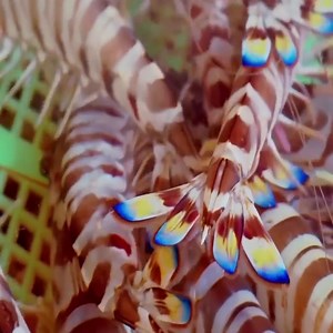 Delicious！Giant Tiger Shrimp Harvesting and Cooking with Garlic Sauce | HKG Life