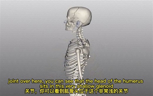 (转载）Anatomyzone 肩袖教程 （中英文字幕）