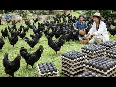 Top 10 exotic chicken breeds that bring in millions of dollars for farmers.