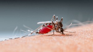 Drone that Traps Mosquitoes May Prevent Epidemics
