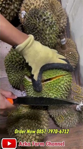 Small Black Thorn Durian but full of tempting orange color #duriansultan #durian