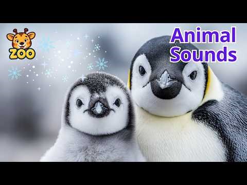 Animal Sounds for Kids | Penguins - Emperor Penguin, King Penguin, Adélie Penguin & More