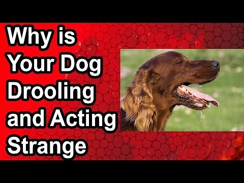 Why is Your Dog Drooling and Acting Strange (20 Dog Drooling Causes)