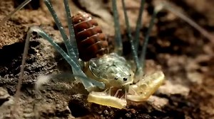 🎥 : La circulation de L'hémolymphe chez une Amblypygi 👀 (Nom scientifique : Acantophrynus coronatus) 🕷 ©️ : Jordan Cadiot ( @D_DJoh ) | Biologie Université