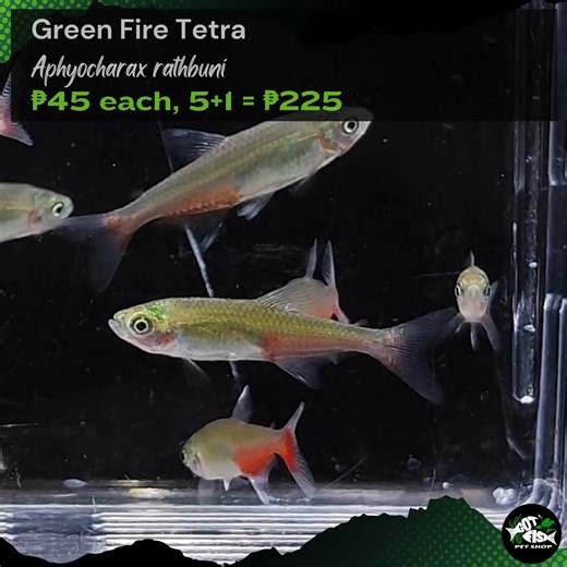 GREEN FIRE TETRA | Got Fish