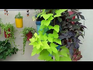 How to grow Ornamental sweet potato vine 14.4.2019....