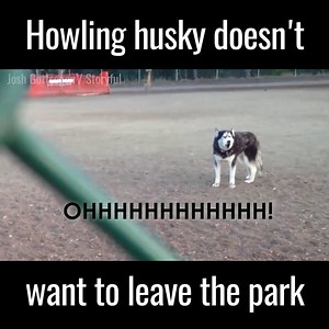 'Why would we LEAVE the park?!' 😂🐺 | UNILAD